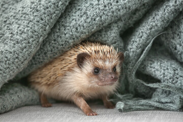 Cute hedgehog with warm plaid on bed
