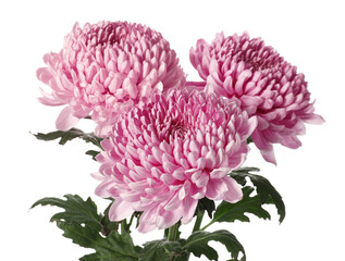 Three pink chrysanthemum flowers on white background, closeup