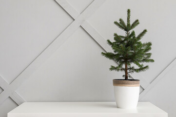 Beautiful Christmas tree in pot on table near light wall