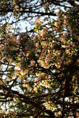 Pinkish flowers of a blooming apple tree in a spring afternoon