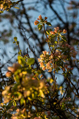 Pinkish flowers of a blooming apple tree in a spring afternoon