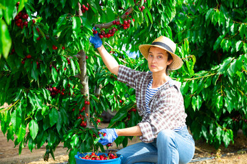 Hardworking female farmer working in a fruit nursery picks cherries while squatting, putting them in a bucket
