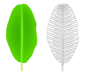 Illustration The first banana leaf is colored (green). The second leaf has black lines, white background, and copy space. 