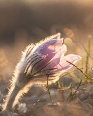 A frosty purple wonder glowing in the warming morning sun.