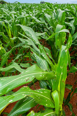 Obraz premium Green corn Field in farm on Minas Gerais State, Brazil