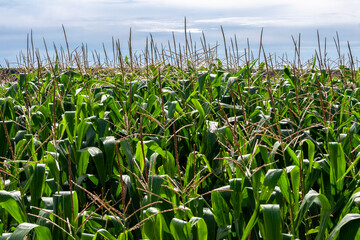 Green corn Field in farm on Minas Gerais State, Brazil