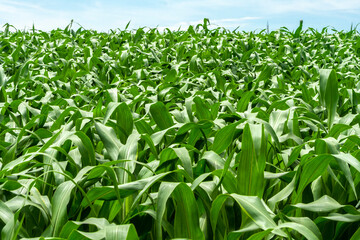 Green corn Field in farm on Minas Gerais State, Brazil