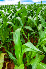Green corn Field in farm on Minas Gerais State, Brazil