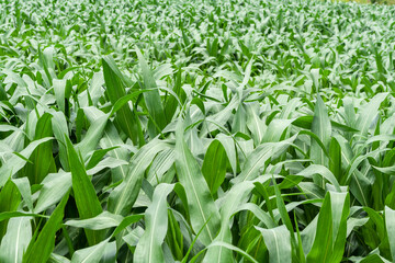 Green corn Field in farm on Minas Gerais State, Brazil
