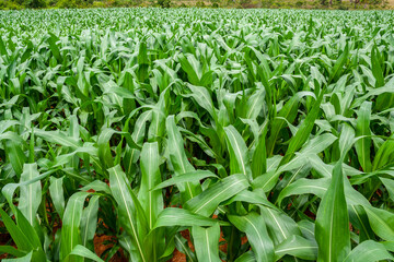 Green corn Field in farm on Minas Gerais State, Brazil