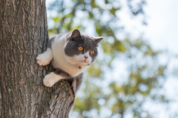 British shorthair cat climbing tree on the tree