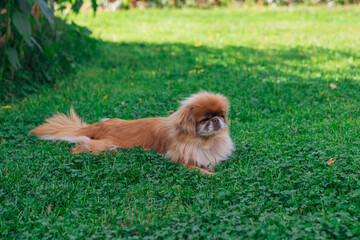 Red pekingese dog on a walk. Portrait of nice golden pet laying on the green grass.