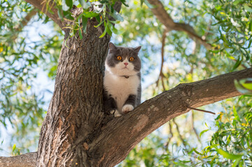 British shorthair cat climbing tree on the tree