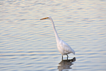 Great Egret