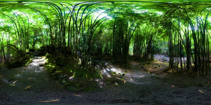 Fototapeta Bamboo Forest at "Les Trois Cascades"