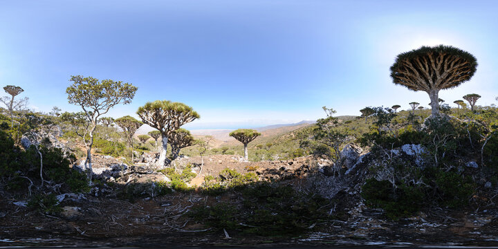 Dragon's Blood trees, Diksum Plateau, Socotra, Yemen