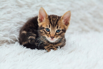 Cute one month old marble bengal kitten on the white fury blanket close-up.