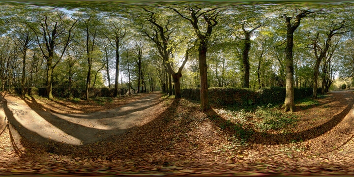 Allee d hetre Bourg Blanc Grande Ile pays de Leon