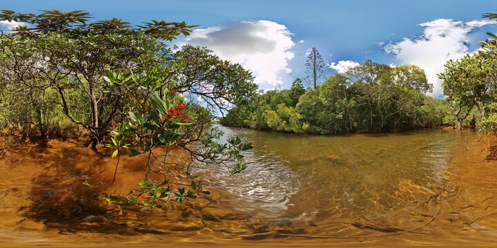 Mangroves New Caledonia