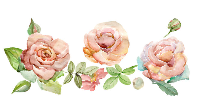 Watercolors.Displayed roses.Image on a white and colored background. Pattern.