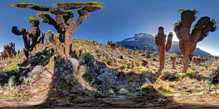 Giant Groundsel in Barranco Valley - Kilimanjaro - TZ