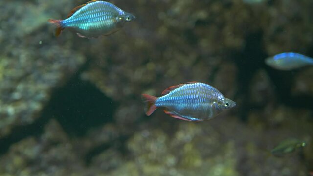 Close-up view of multiple Neon rainbowfish (Melanotaenia praecox)
