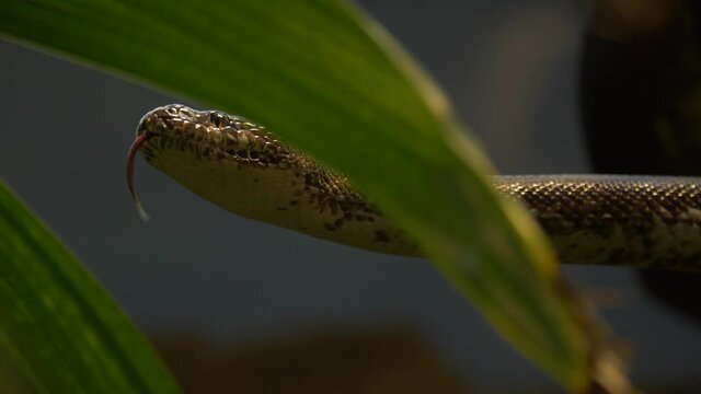 Epic tracking shot of a White-eyed python (Liasis mackloti savuensis).