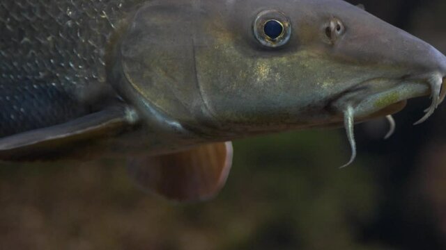 Close-up of a Flodbarb (Barbus barbus)