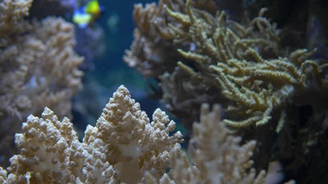 Close-up of detail shot of Acropora coral.