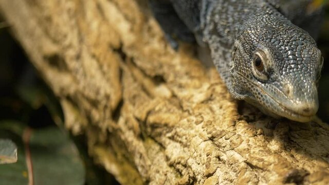 Close-up of a blue-spotted tree monitor (varanus macraei)