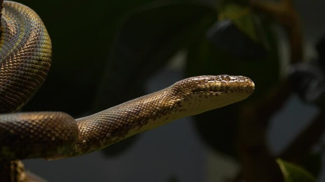Close-up portrait of a White-eyed python (Liasis mackloti savuensis).