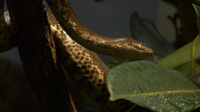 Detailed shot of the skin and patterns of a White-eyed python (Liasis mackloti savuensis)