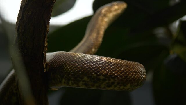 White-eyed python (Liasis mackloti savuensis) climbing a tree.