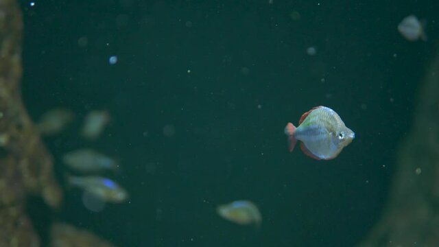 Close-up of a Neon rainbowfish (Melanotaenia praecox)