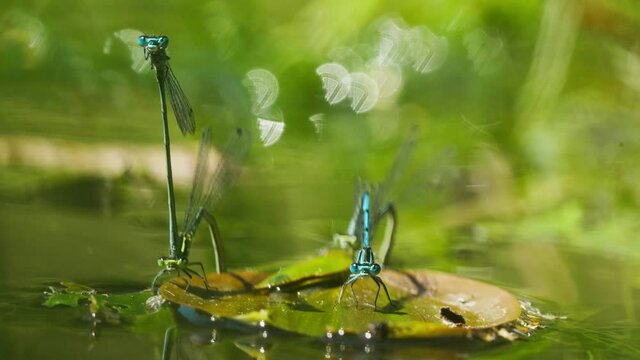 Mating  dragonflies in swamp, blue teal colored damselflies. Metallic shiny colours adult insects.