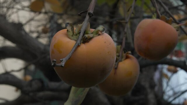 Full tree of Kaki fruits closeup