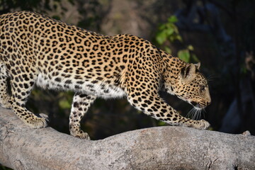 leopard in the tree