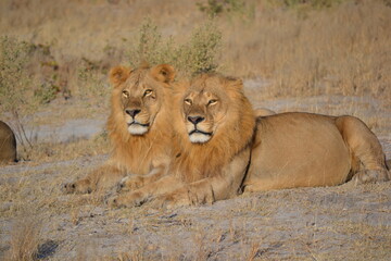 lion in the grass
