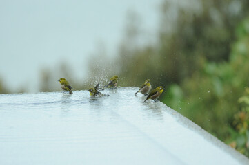 気持ちよさそうに水浴びをする五羽の目白
