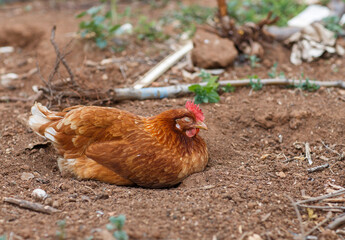 Red chicken relaxing and sleeping on the soil outdoors in Adelaide, South Australia