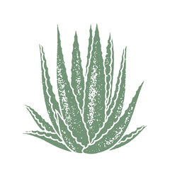 Aloe vera plant textured isolated