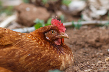 Red chicken relaxing and sleeping on the soil outdoors in Adelaide, South Australia