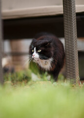 fluffy black and white cat outdoors relaxing during the day 