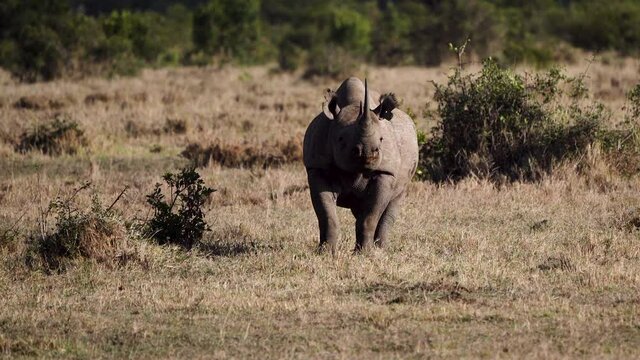 Black rhino in African bush smells for competitors, urinates to mark territory
