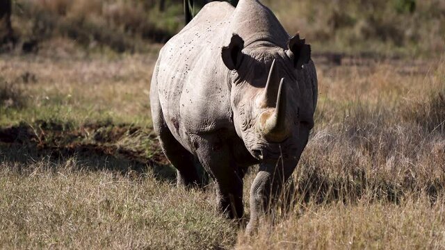 Beautiful black rhino walking with a field guide in nature reserve, Africa