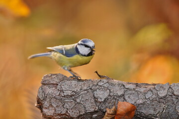Portrait of a cute blue tit. Titmouse sitting on the tree bark.  Cyanistes caeruleus. Autumn scene with a song bird. 