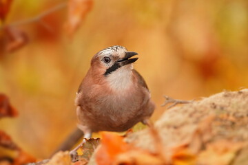 Close uo portrait of a Eurasian jay. (Garrulus glandarius) Bird in the nature habitat. Wildlife scene from autumn forest.
