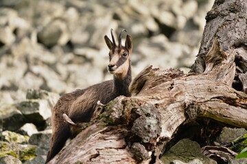 Wildlife scene with Chamois on the stone hill. Studenec hill, Czech Republic. Portrait of a chamois in the nature habitat.  Rupicapra rupicapra