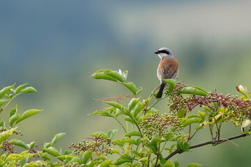 Red backed shrike male (Lanius collurio) sitting the branch.  Song bird in the nature habitat.