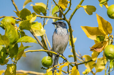 California scrub jay in a citrus tree.